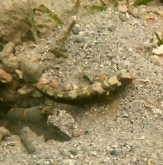 Cryptocentrus maudae