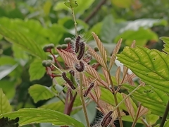 Thyrassia
