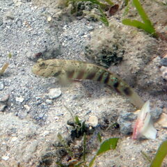 Cryptocentrus leptocephalus