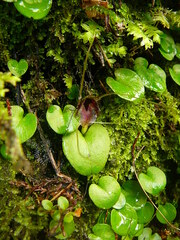 Corybas hatchii