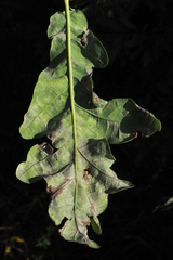 Erysiphe alphitoides