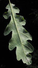 Erysiphe alphitoides