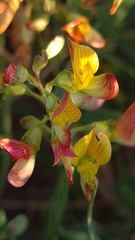 Listia heterophylla