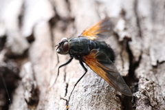 Chetogaster violacea-viridis