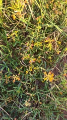Listia heterophylla