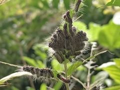Thyrassia