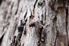 Chetogaster violacea-viridis