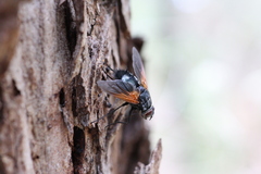 Chetogaster violacea-viridis