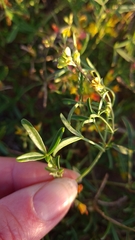 Listia heterophylla