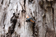 Chetogaster violacea-viridis