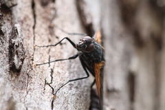 Chetogaster violacea-viridis