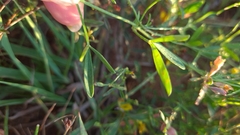 Listia heterophylla