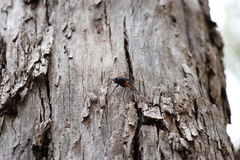Chetogaster violacea-viridis