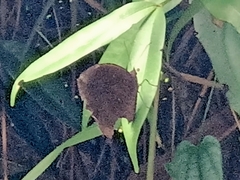 Elymnias hypermnestra