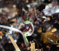 Corybas hypogaeus