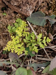 Cheilanthes chusana
