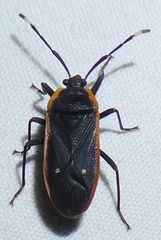 Pyrrhocoroidea