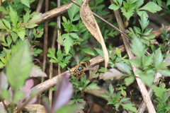 Vespula flaviceps