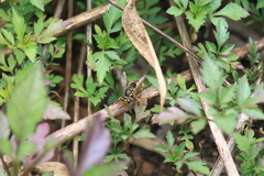 Vespula flaviceps