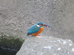 Alcedo atthis bengalensis