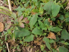 Sigesbeckia orientalis