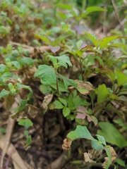 Sigesbeckia orientalis