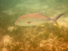 Caranx papuensis