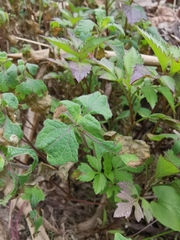 Sigesbeckia orientalis