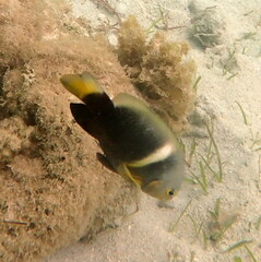 Chrysiptera biocellata