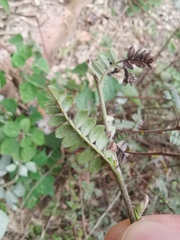 Osteomeles subrotunda