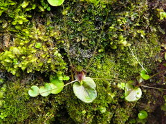 Corybas hatchii