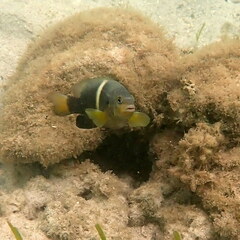 Chrysiptera biocellata