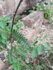 Osteomeles subrotunda
