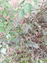 Osteomeles subrotunda
