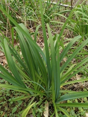 Hemerocallis fulva