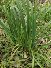 Hemerocallis fulva