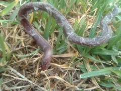 Amphisbaena darwinii