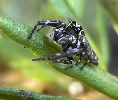 Paraphilaeus daemeli
