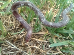 Amphisbaena darwinii