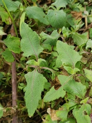 Sigesbeckia orientalis