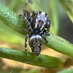 Paraphilaeus daemeli