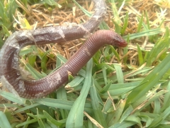 Amphisbaena darwinii