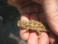 Tympanocryptis petersi