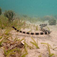 Laticauda saintgironsi