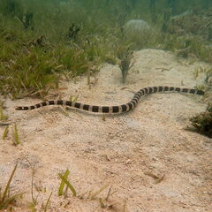 Laticauda saintgironsi