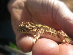 Tympanocryptis petersi