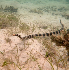 Laticauda saintgironsi