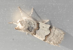 Ceranemota improvisa