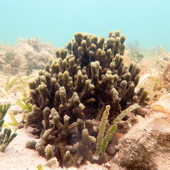 Callyspongia