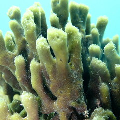 Callyspongia